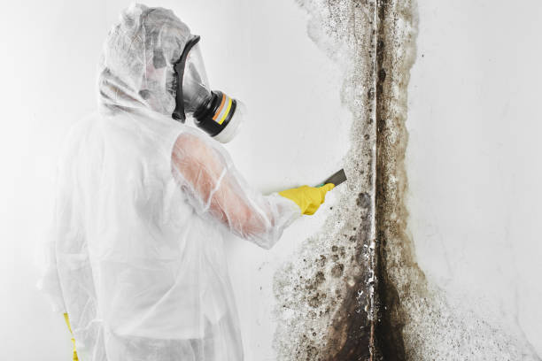 Best Residential Mold Removal  in Kemp Mill, MD