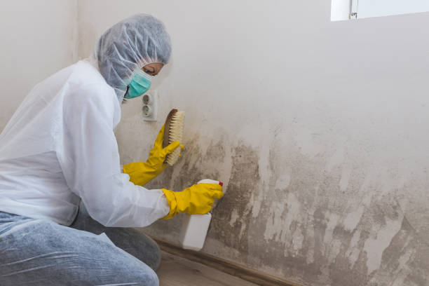 Best Toxic Mold Removal  in Kemp Mill, MD
