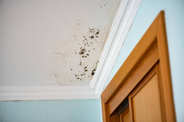 Best Home Mold Removal  in Kemp Mill, MD