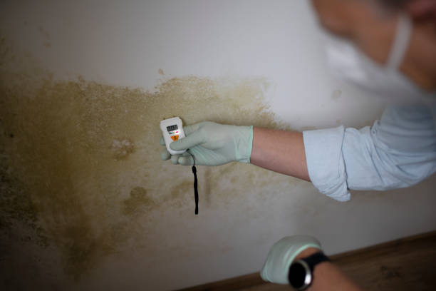 Best Professional Mold Removal  in Kemp Mill, MD