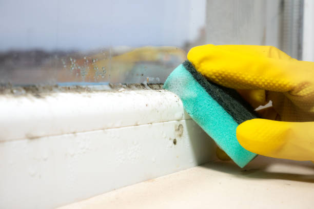 Best Mold Damage Repair  in Kemp Mill, MD