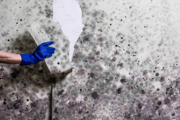 Best Mold Cleaning Services  in Kemp Mill, MD