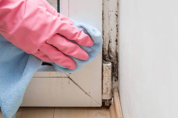 Best Mold Removal Company Near Me  in Kemp Mill, MD