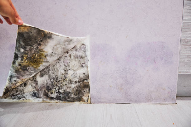 Reliable Kemp Mill, MD Mold Removal Solutions